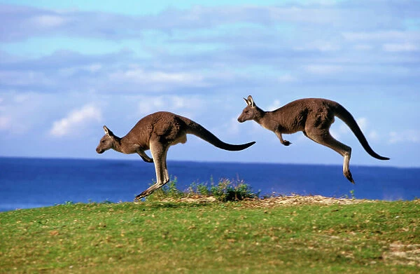 Eastern Grey Kangaroo - Two animals hopping - Murramarang National Park, New South Wales, Australia JPF53041