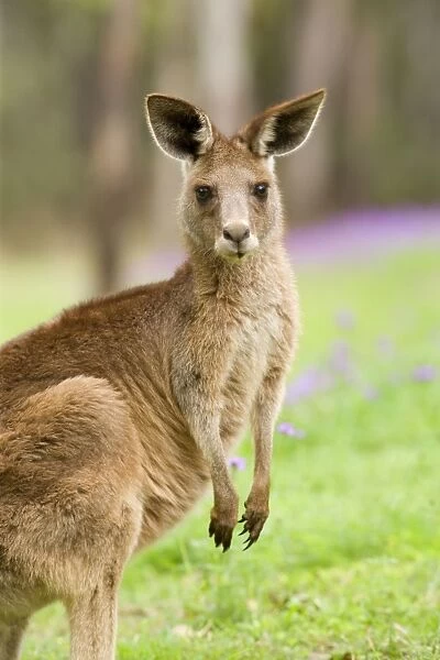 Eastern Grey Kangaroo - frontal portrait of an adult standing on its hind legs looking directly into the camera - Canarvon Gorge National Park, Queensland, Australia