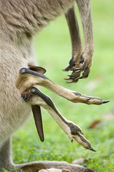 Eastern Grey Kangaroo - funny picture of a pouch with only feet and a tail sticking out. Obviously, the joey climbed face-down into the pouch and has now trouble to turn, because it is already too big for the pouch - Canarvon Gorge National Park