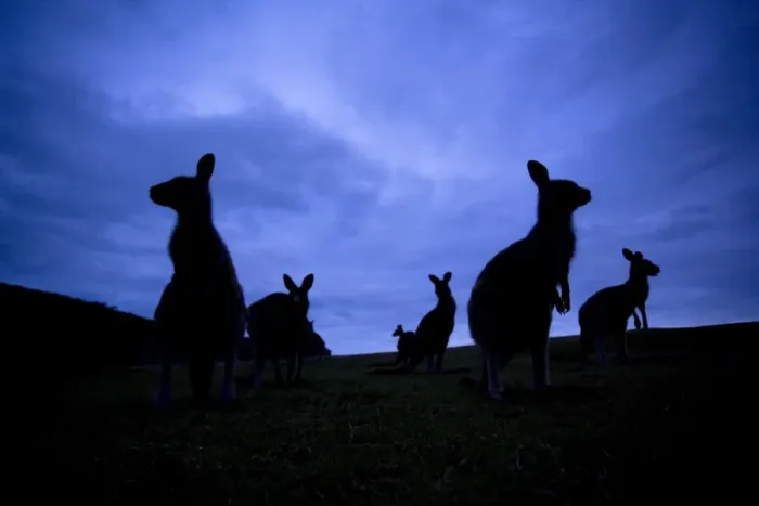 Framed Print : Eastern Grey Kangaroo - group of adults standing on their hind legs looking around. At dusk so only silhouettes are visible - Murrammang National Park, New South Wales, Australia Framed Print : Eastern Grey Kangaroo - group of adults standing on their hind legs looking around. At dusk so only silhouettes are visible - Murrammang National Park, New South Wales, Australia