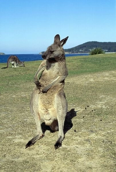 Eastern Grey Kangaroo HB 3287 Macropus giganteus - New South Wales Australia © Hans & Judy Beste ARDEA LONDON