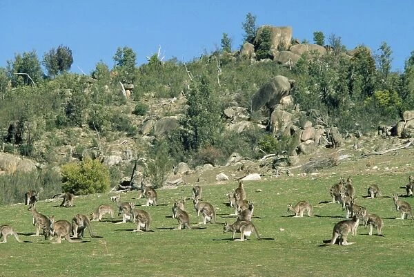 Eastern Grey Kangaroo - herd