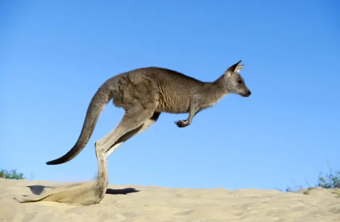 Framed Print : Eastern Grey Kangaroo - Hopping - Australia JPF39252 Framed Print : Eastern Grey Kangaroo - Hopping - Australia JPF39252