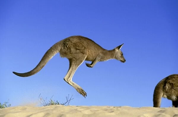 Eastern Grey Kangaroo - Hopping- Murramarang National Park - New South Wales - Australia JPF39251