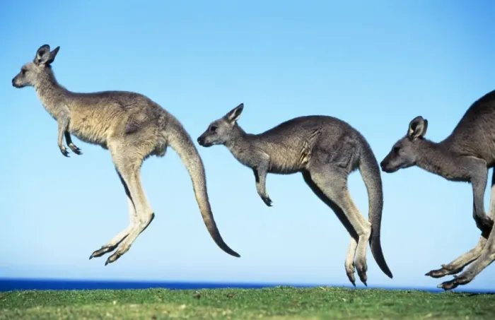 Framed Print : Eastern Grey Kangaroo - hopping Southern New South Wales, Australia Framed Print : Eastern Grey Kangaroo - hopping Southern New South Wales, Australia