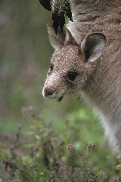 Eastern Grey Kangaroo - Joey in mother's pouch - Young begin to leave the pouch at about 9 months and vacates at about 11 months - Largest kangeroo species - Males may get up to 2302 mm - Harvested for skins
