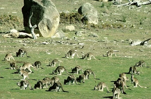 Eastern Grey Kangaroo - Large group, Tidbinbilla Nature Reserve, Australian Capital Territory JPF04628