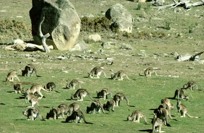 Framed Print : Eastern Grey Kangaroo - Large group, Tidbinbilla Nature Reserve, Australian Capital Territory JPF04628 Framed Print : Eastern Grey Kangaroo - Large group, Tidbinbilla Nature Reserve, Australian Capital Territory JPF04628