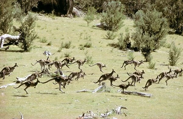 Eastern Grey Kangaroo - Large group hopping - Tidbinbilla Nature Reserve, Australian Capital Territory JPF00874