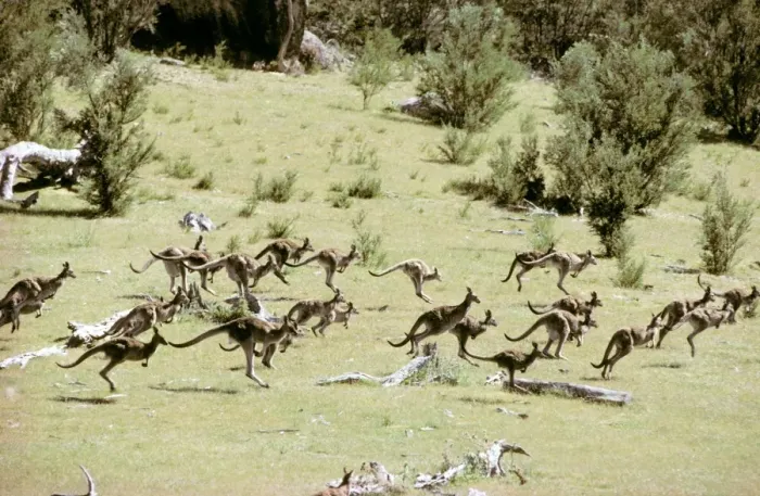 Framed Print : Eastern Grey Kangaroo - Large group hopping - Tidbinbilla Nature Reserve, Australian Capital Territory JPF00874 Framed Print : Eastern Grey Kangaroo - Large group hopping - Tidbinbilla Nature Reserve, Australian Capital Territory JPF00874
