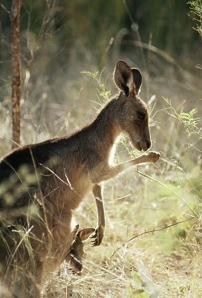 Eastern grey Kangaroo Licking forearm for evaporative cooling, with joey in pouch. Queensland, Australia