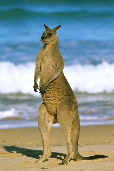 Eastern Grey Kangaroo - male standing on beach - Murramarang National Park - New South Wales - Australia JFL17197