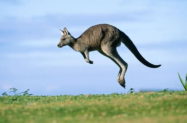 Eastern Grey Kangaroo Murramarang National Park, New South Wales, Australia
