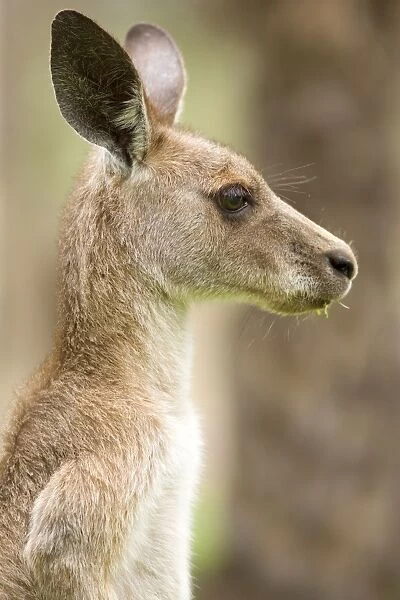 Eastern Grey Kangaroo - side portrait of an adult chewing on grass - Canarvon Gorge National Park, Queensland, Australia