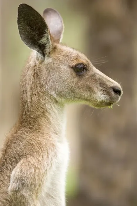 Framed Print : Eastern Grey Kangaroo - side portrait of an adult chewing on grass - Canarvon Gorge National Park, Queensland, Australia Framed Print : Eastern Grey Kangaroo - side portrait of an adult chewing on grass - Canarvon Gorge National Park, Queensland, Australia