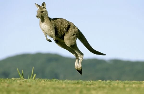 Eastern Grey Kangaroo - Running - Murramarang National Park - New South Wales - Australia JFL17214