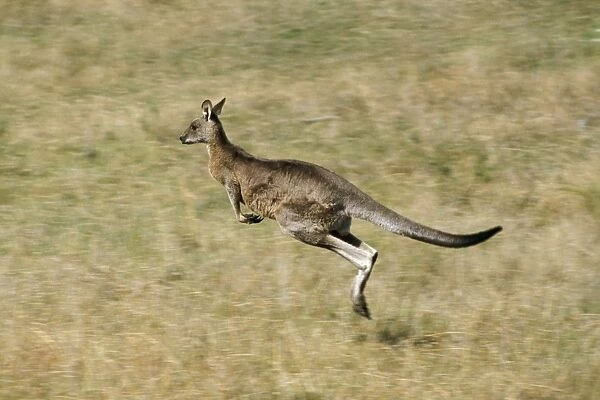 Eastern Grey Kangaroo - Running - Southeastern Australia JPF00881