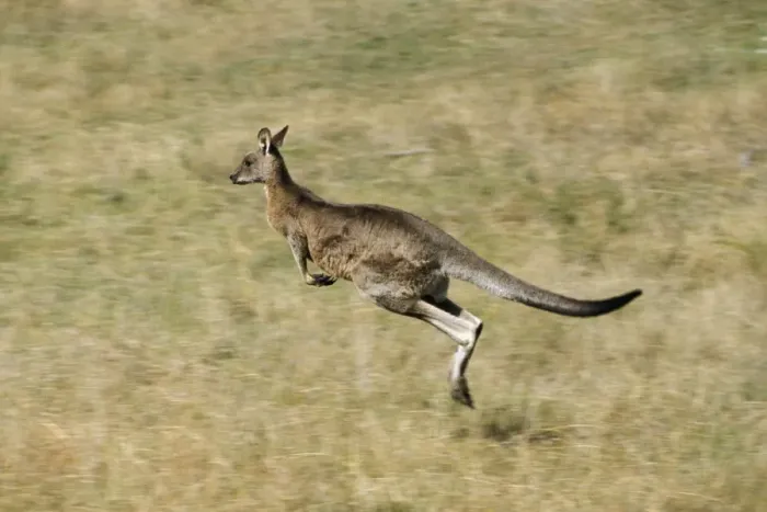 Framed Print : Eastern Grey Kangaroo - Running - Southeastern Australia JPF00881 Framed Print : Eastern Grey Kangaroo - Running - Southeastern Australia JPF00881