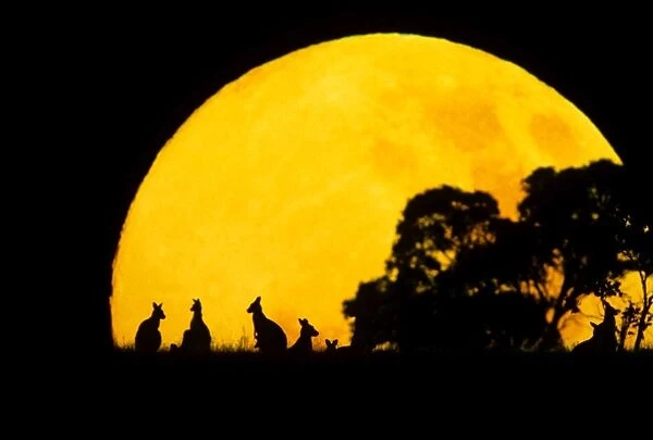 Eastern Grey Kangaroo - Small group silhouetted against setting sun - Eastern Australia JPF37043