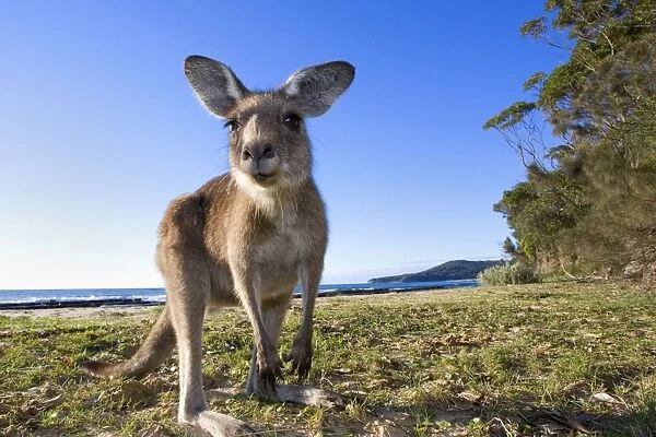 Eastern Grey Kangaroo - super wide angle shot of an adult standing on its hind legs on a sandy beach with the ocean in the background. The animal looks curiously into the camera