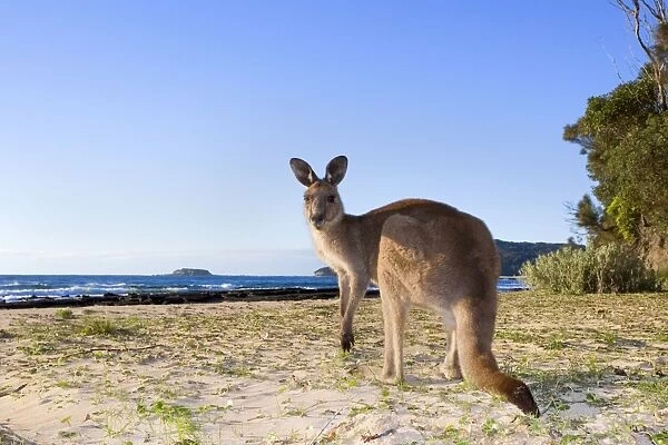 Eastern Grey Kangaroo - wide angle shot of an adult sitting on the beach on its hind legs, looking directly into the camera. Early Morning light - Murrammang National Park, New South Wales, Australia