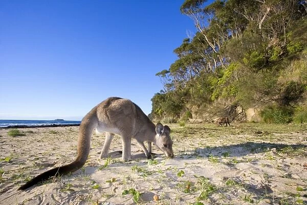 Eastern Grey Kangaroo - wide angle shot of an adult grazing on fresh grass on a sandy beach in early morning light - Murrammang National Park, New South Wales, Australia