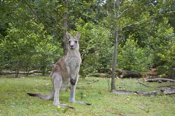 Eastern Grey Kangaroo - wide angle shot of an adult standing on its hind legs in a coastal forest - Murrammang National Park, New South Wales, Australia