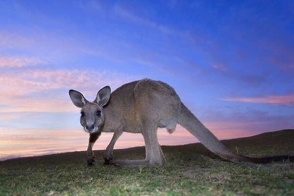 Eastern Grey Kangaroo - wide angle shot of an adult grazing on a beach and looking directly into the camera. At dawn, with streaks of pink coloured clouds in the sky - Murrammang National Park, New South Wales, Australia