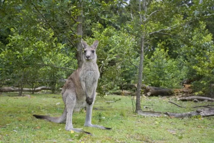 Framed Print : Eastern Grey Kangaroo - wide angle shot of an adult standing on its hind legs in a coastal forest - Murrammang National Park, New South Wales, Australia Framed Print : Eastern Grey Kangaroo - wide angle shot of an adult standing on its hind legs in a coastal forest - Murrammang National Park, New South Wales, Australia