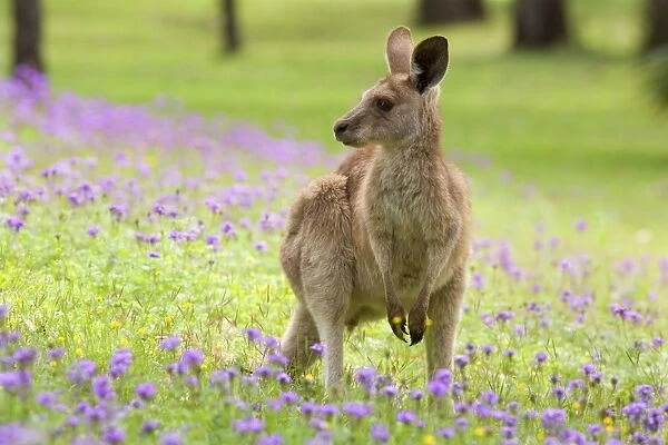 Eastern Grey Kangaroo - young adult sitting on its hind legs in a lush, blooming meadow of pink and yellow flowers - Canarvon Gorge National Park, Queensland, Australia