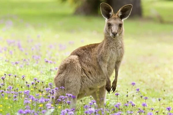 Eastern Grey Kangaroo - young adult standing on its hind legs in a lush, blooming meadow of pink and yellow flowers. It looks directly into the camera - Canarvon Gorge National Park, Queensland, Australia