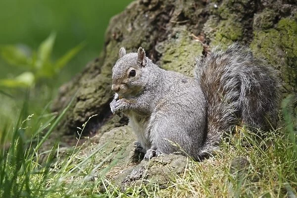 Eastern grey squirrel - British Colombia - Canada