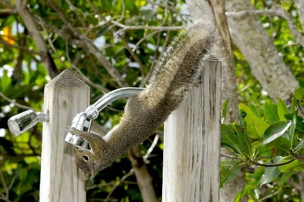 Eastern Grey Squirrel drinking freshwater from outside shower head. John Pennekamp Coral Reef State Park, Florida, USA