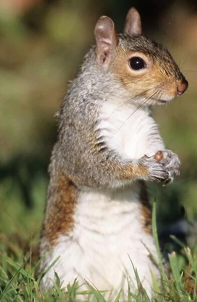 Eastern Grey Squirrel - foraging Hamden, Connecticut. USA