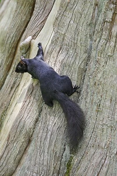 Eastern grey squirrel - in Stanley park. Vancouver - Canada. melanistic  /  dark form