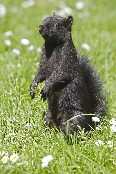 Eastern grey squirrel - in Stanley park. Vancouver - Canada. melanistic  /  dark form
