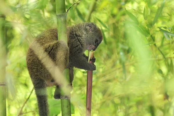 Eastern Lesser Bamboo Lemur - eating bamboo - Andasibe-Mantadia National Park - Eastern-central Madagascar