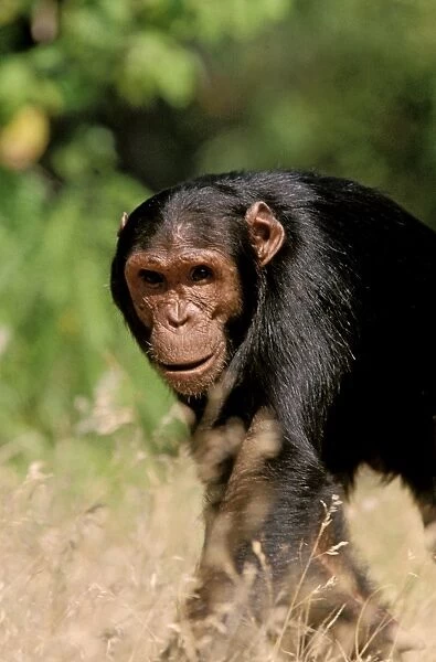 Eastern  /  Long-haired Chimpanzee - Mahale Mountains National Park - Tanzania JFL09973