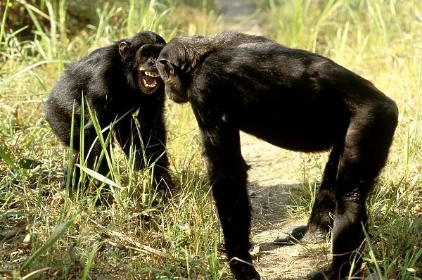 Eastern  /  Long-haired Chimpanzee - showing aggression between two chimps - Mahale Mountains National Park - Tanzania JFL08107