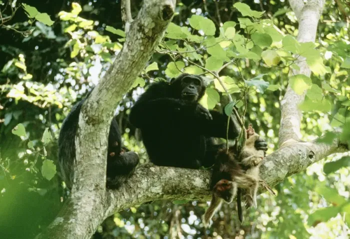 Framed Print : Eastern Longhaired Chimpanzee Eating Red Colobus Monkey Mahala Mountains National Park, Tanzania, Africa Framed Print : Eastern Longhaired Chimpanzee Eating Red Colobus Monkey Mahala Mountains National Park, Tanzania, Africa