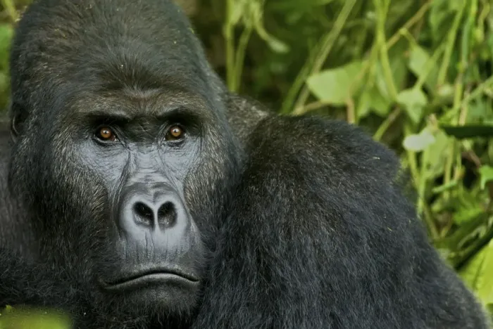 Framed Print : Eastern Lowland Gorilla - silverback portait - Kahuzi Biega NP - DRC - Africa Framed Print : Eastern Lowland Gorilla - silverback portait - Kahuzi Biega NP - DRC - Africa