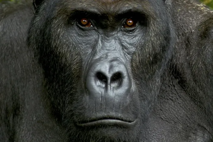 Framed Print : Eastern Lowland Gorilla - silverback portait - Kahuzi Biega NP - DRC - Africa Framed Print : Eastern Lowland Gorilla - silverback portait - Kahuzi Biega NP - DRC - Africa