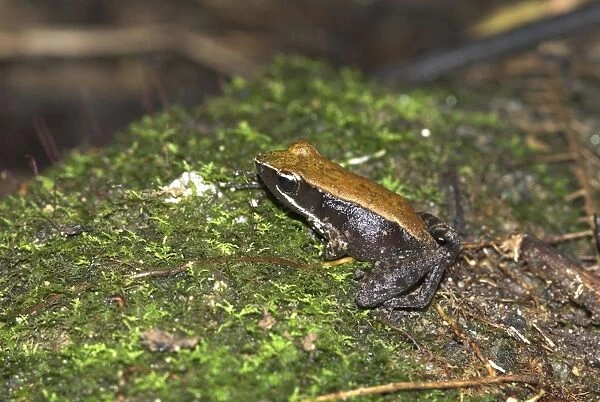 Eastern Madagascar Frog - Endemic. Nosy Mangabe, Madagascar