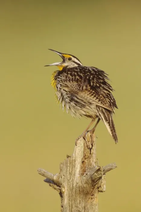 Framed Print : Eastern Meadowlark. June, CT, USA Framed Print : Eastern Meadowlark. June, CT, USA