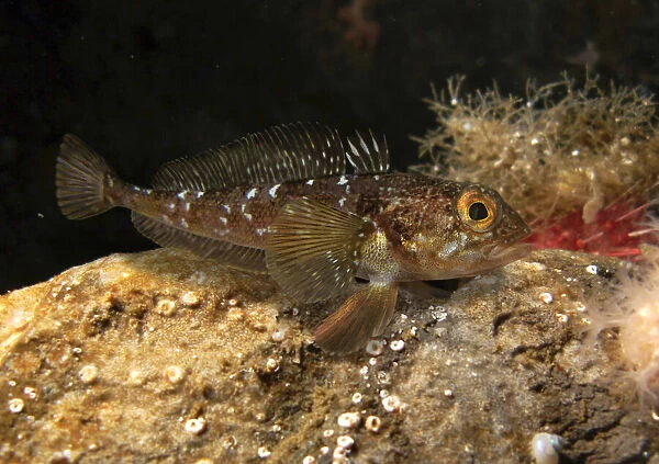 Eastern mosquitofish, Gambusia holbrooki. Mature female eating mosquito larvae at surface. Introduce Date: 26-Nov-19