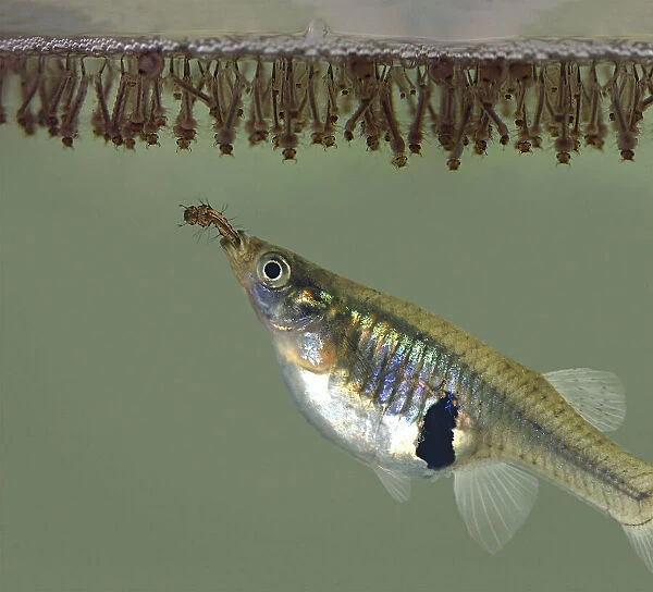 Eastern mosquitofish, Gambusia holbrooki. Mature female eating mosquito larvae at surface. Introduced worldwide in tropical and subtropical countries. North America: Atlantic and Gulf Slope drainages from New Jersey south to Alabama in USA