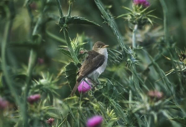 Eastern Olivaceous Warbler - May Southern Turkey