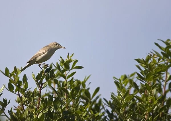 Eastern Olivaceous Warbler Rhodes Greece May