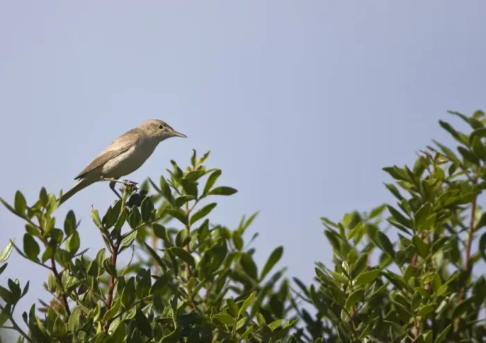 Framed Print : Eastern Olivaceous Warbler Rhodes Greece May Framed Print : Eastern Olivaceous Warbler Rhodes Greece May
