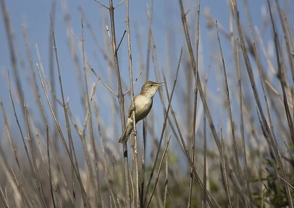 Eastern Olivaceous Warbler Rhodes Greece May